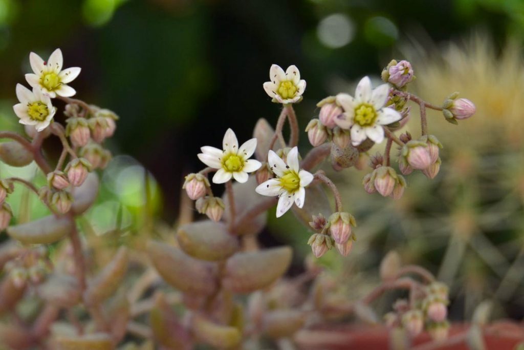 sedum