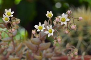 sedum