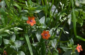 fiori spontanei
