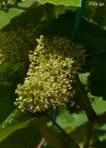 fiori uva