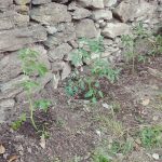 pomodori