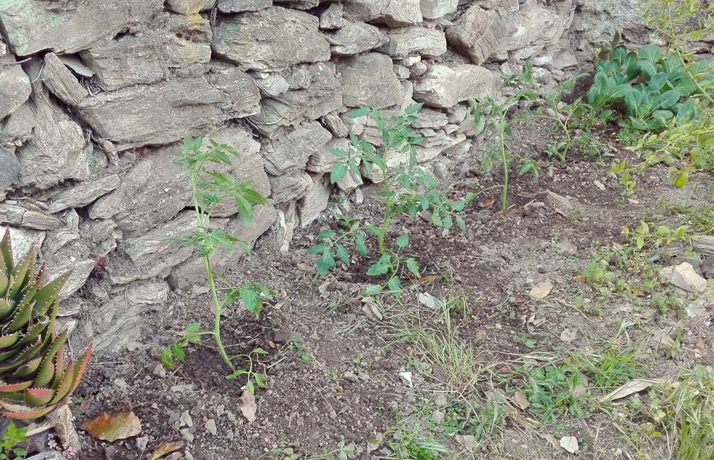 pomodori