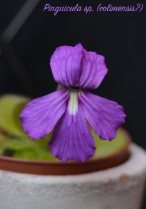 pinguicola fiore