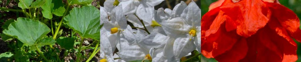 2 giugno