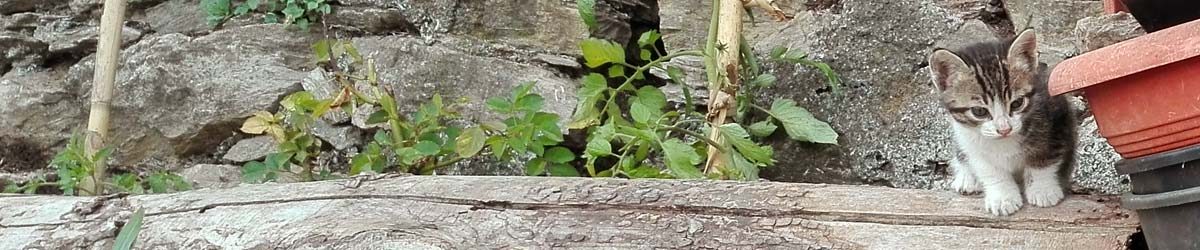 Il lato feroce dei gattini