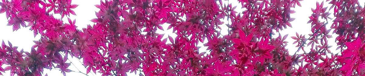 header acero