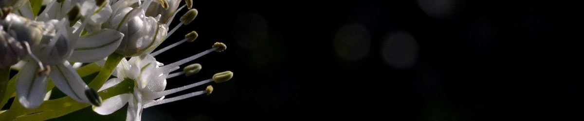 Il passo lungo