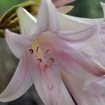 amarillis fiore
