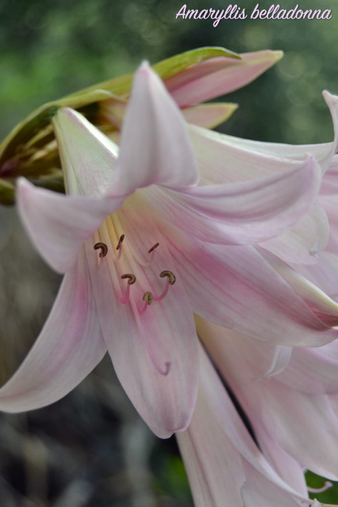 amarillis fiore