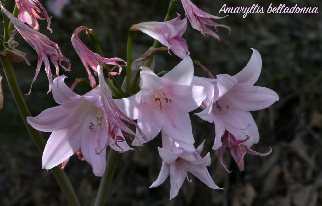 amarillis fiore