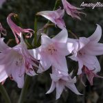 amarillis fiore