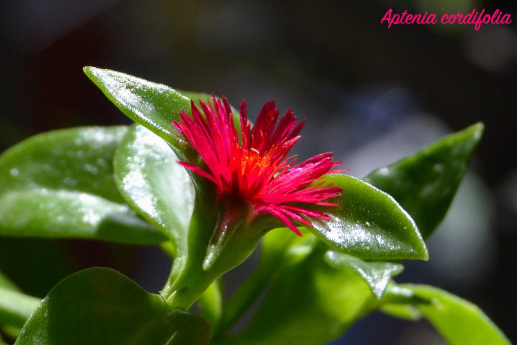 aptenia
