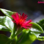 aptenia