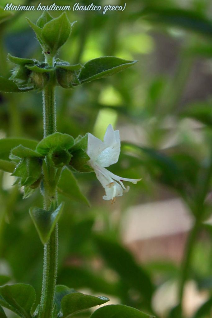 basilico greco