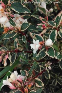 abelia fiore