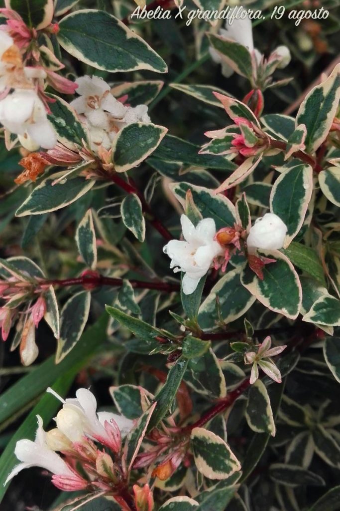 abelia fiore
