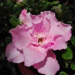 azalea fiore