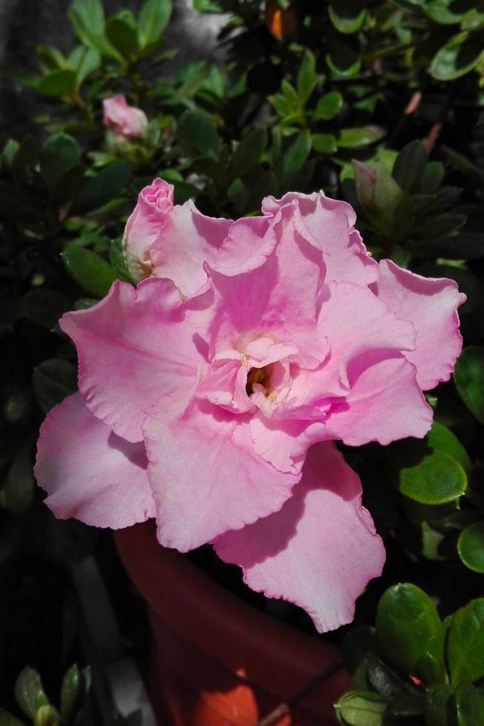 azalea fiore