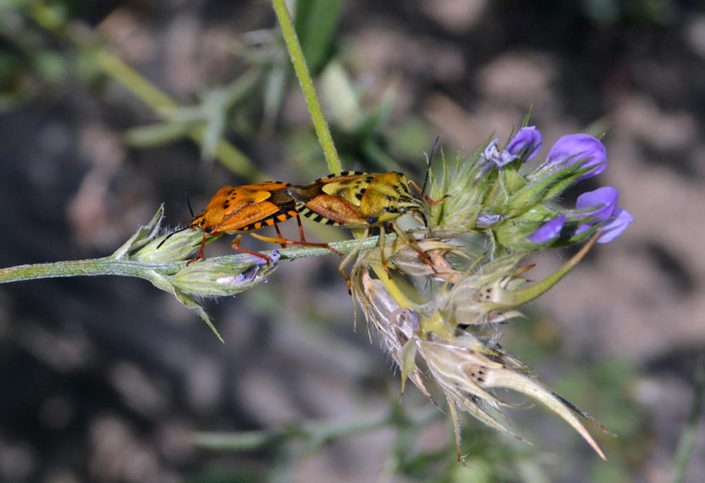 cimici fiore
