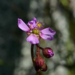 aliciae fiore