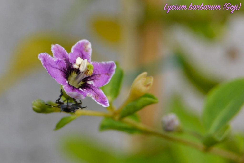 goji fiore