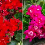 calanchoe fiori
