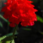 lantana fiore