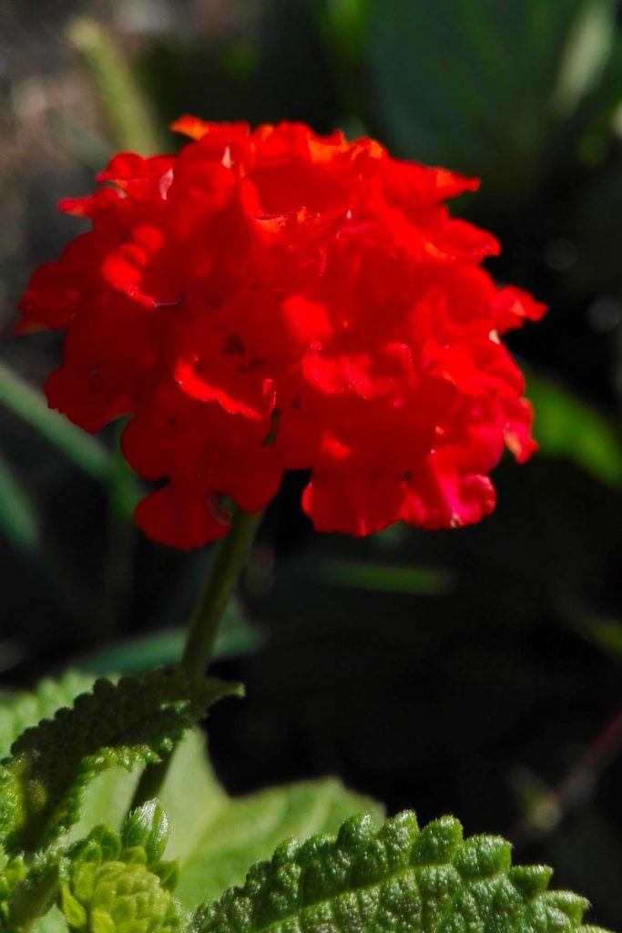 lantana fiore