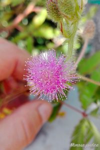 mimosa fiore