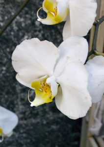 orchidea