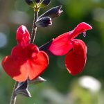 salvia greggi fiore