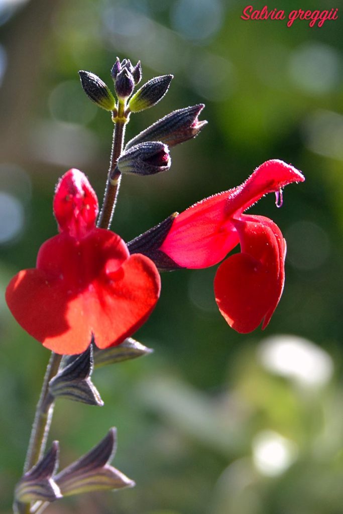 salvia greggi fiore