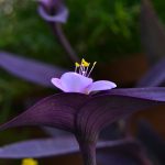 tradescantia