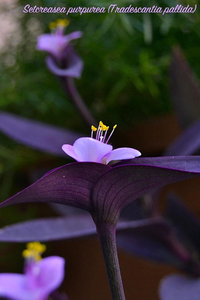 tradescantia