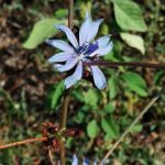 fiore azzurro