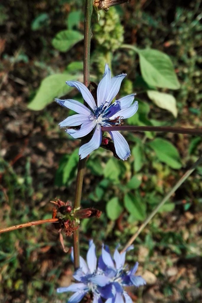 fiore azzurro