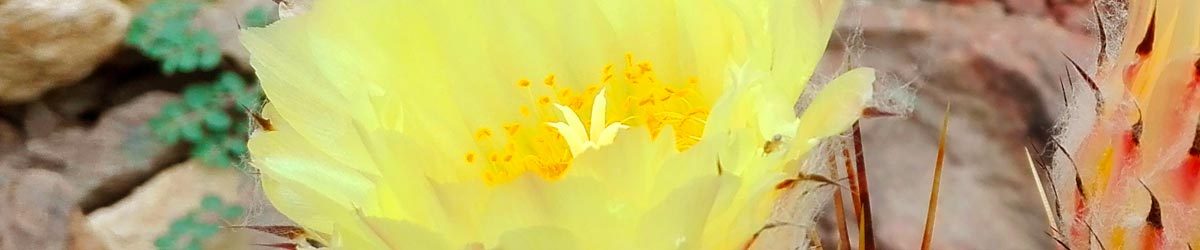 Semine: successi e insuccessi