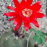 matucana