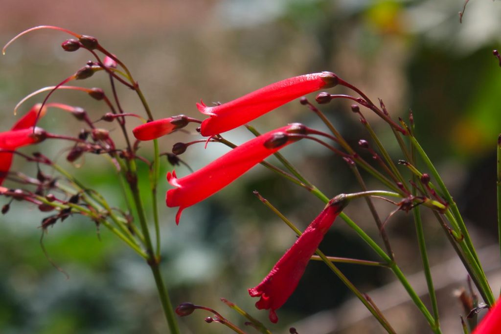 russelia fiore