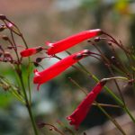 russelia fiore