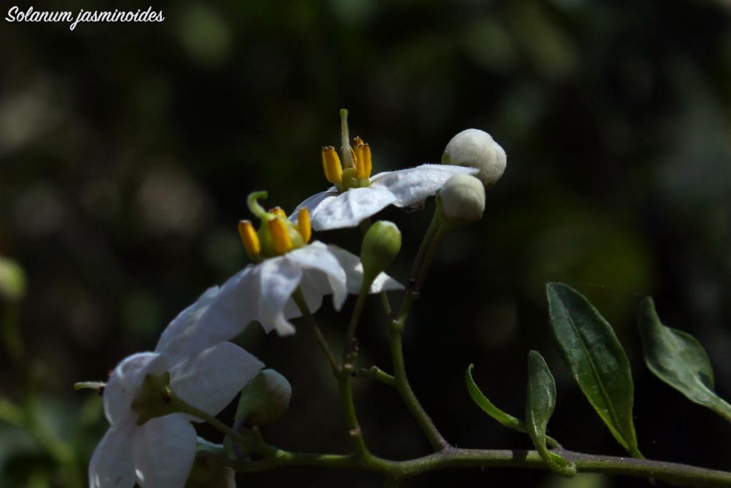 solanum