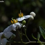 solanum