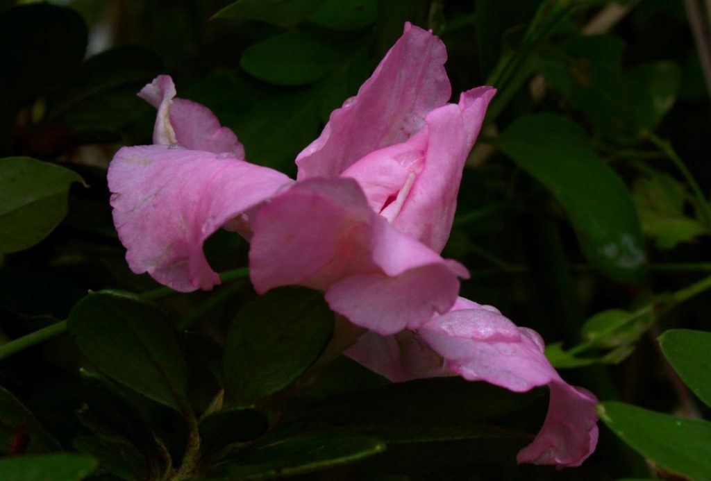 azalea