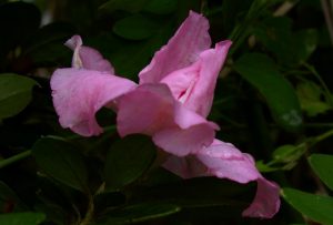 azalea