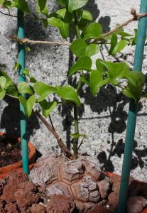 dioscorea