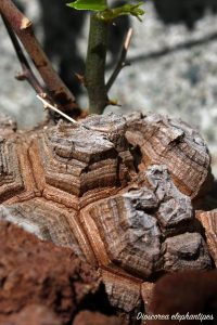 dioscorea