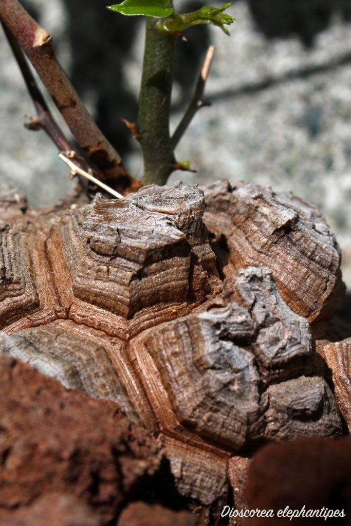 dioscorea