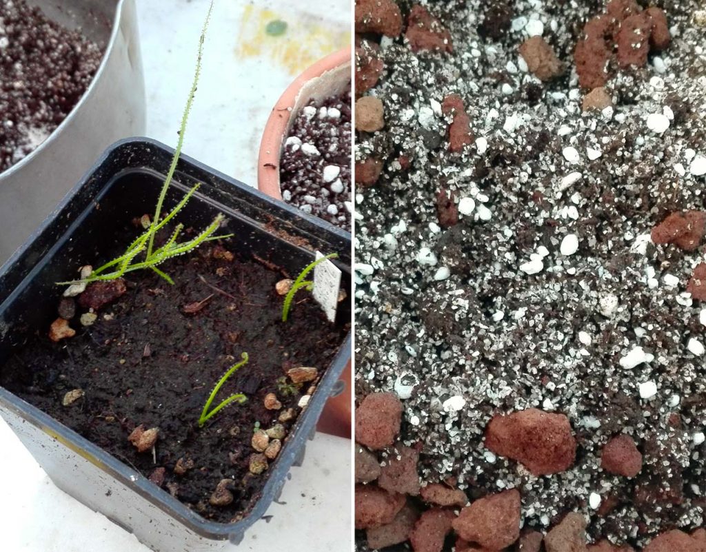 plantule substrato