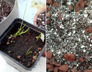 plantule substrato