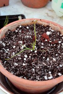 piantina drosofillo